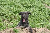 BOUVIER DES ARDENNES 366